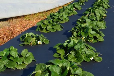 Agro Food
